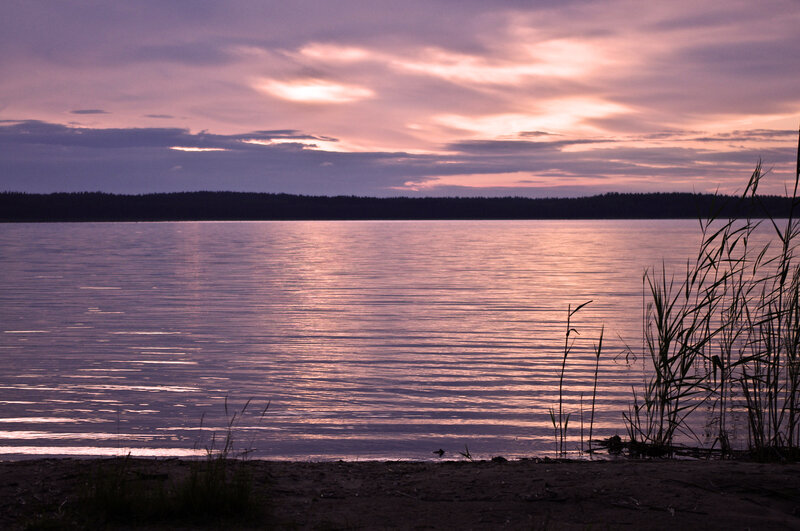 Silhouetted Reeds on Lake Shore