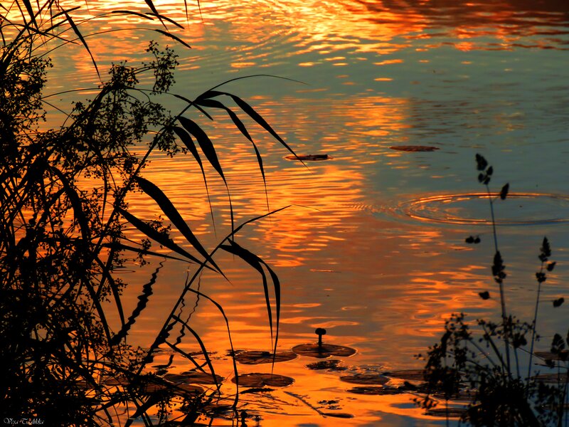 Silhouetted Reeds on Water — Orange, Serene