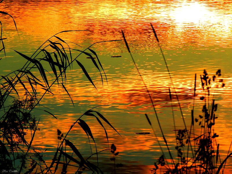 Silhouetted Reeds on Water — Orange