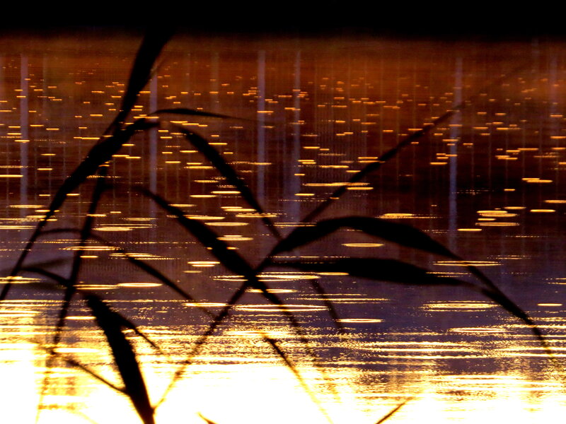 Silhouetted Reeds on Water