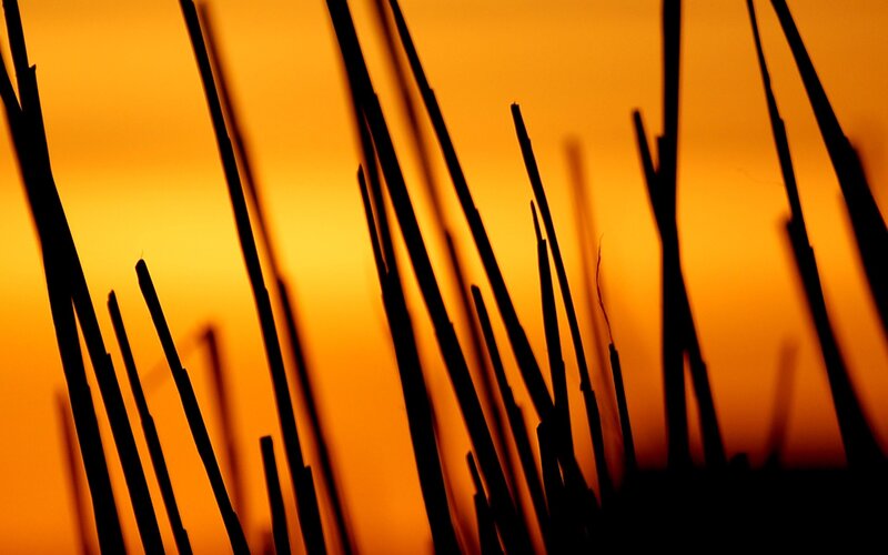 Silhouetted Reeds