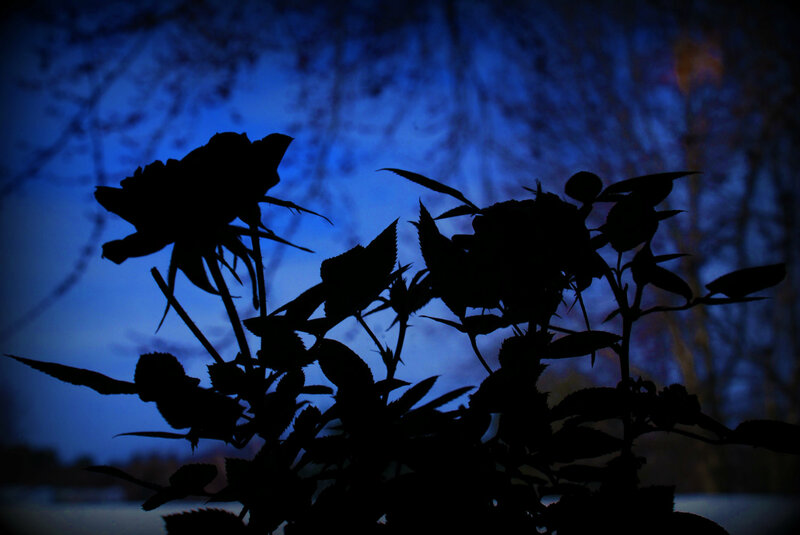 Silhouetted Roses at Dusk