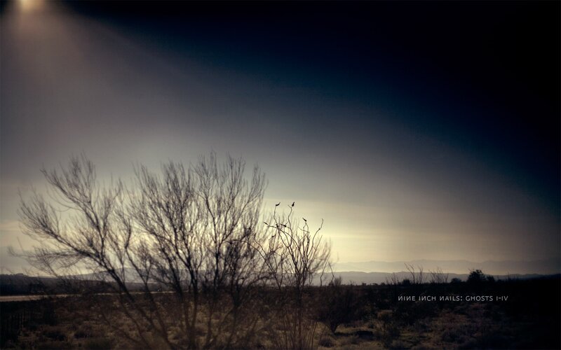 Silhouetted Shrubs at Dusk