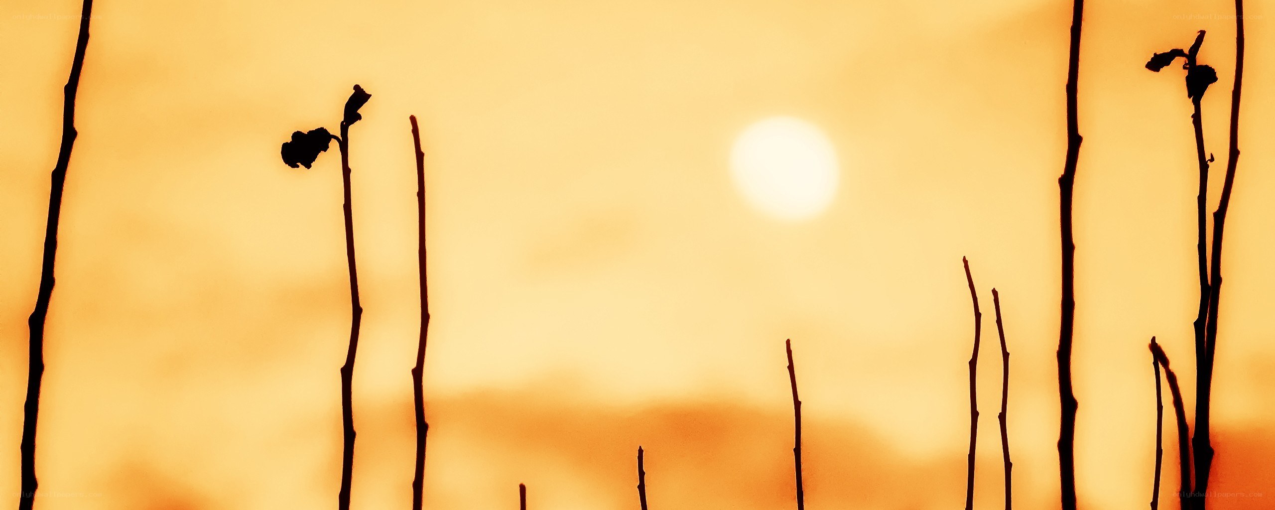 Silhouetted stems at sunset