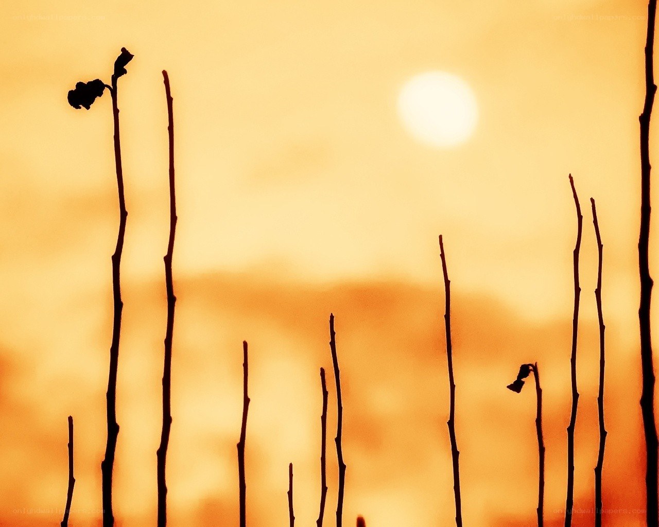 Silhouetted stems at sunset