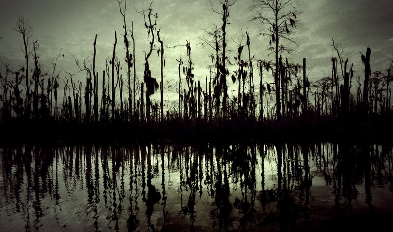 Silhouetted swamp at dusk