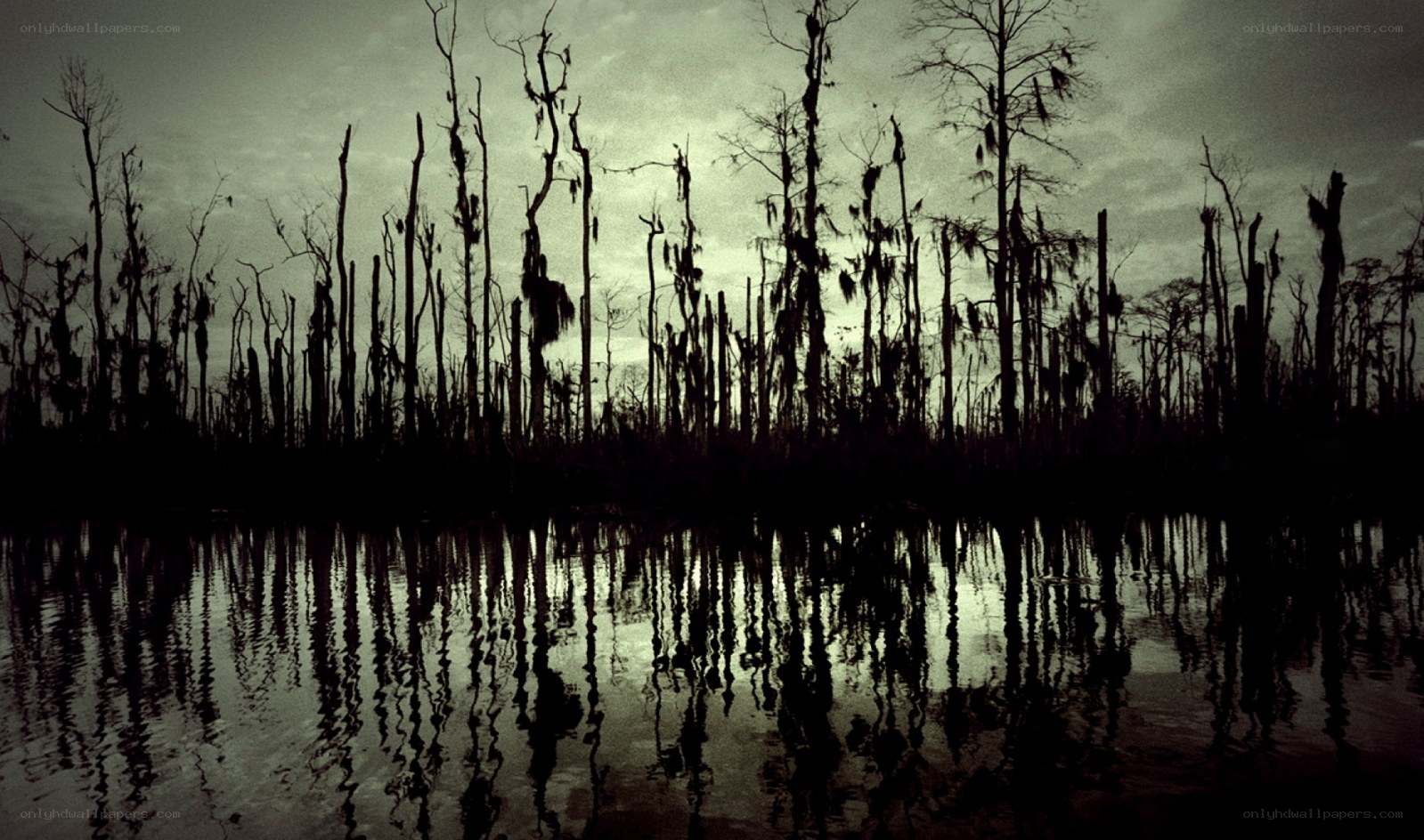 Silhouetted swamp at dusk