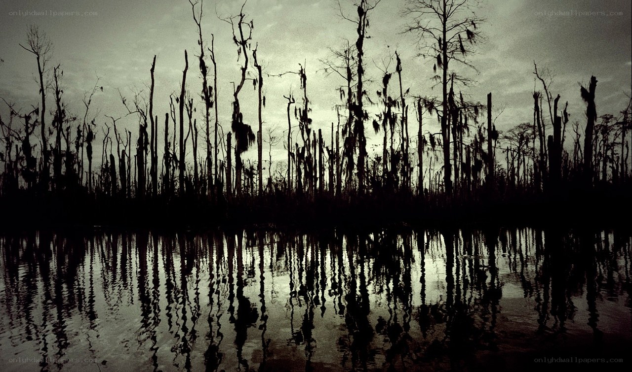 Silhouetted swamp trees