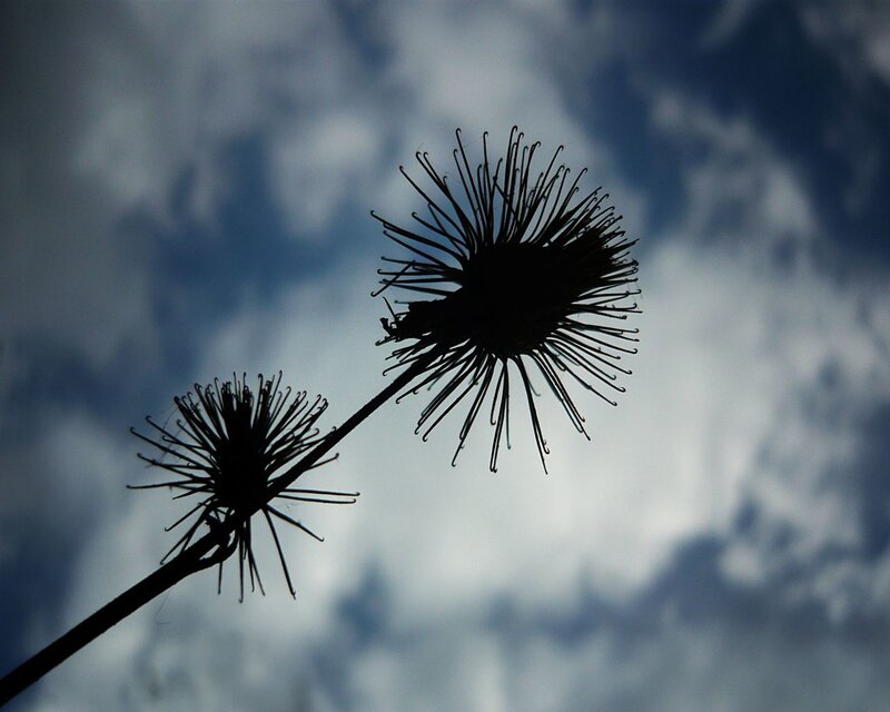 Silhouetted Thistle Flowers
