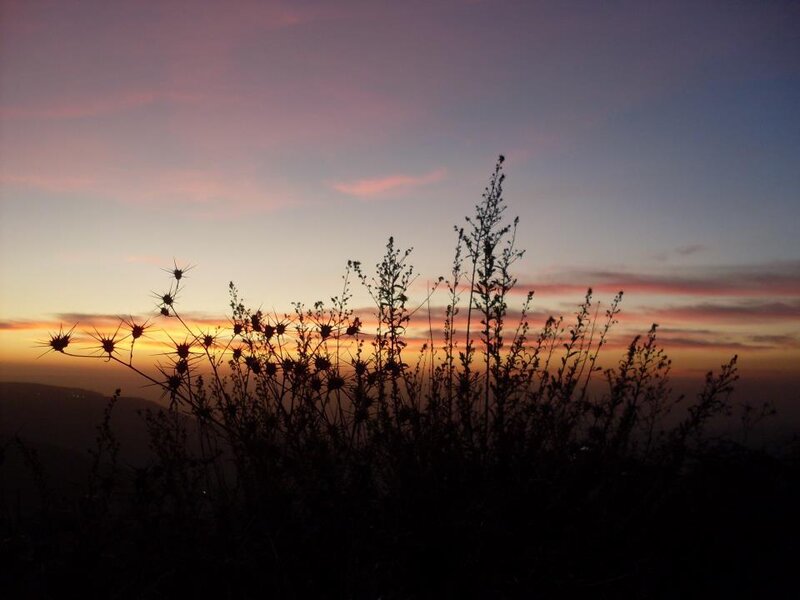 Silhouetted Thistle Plants