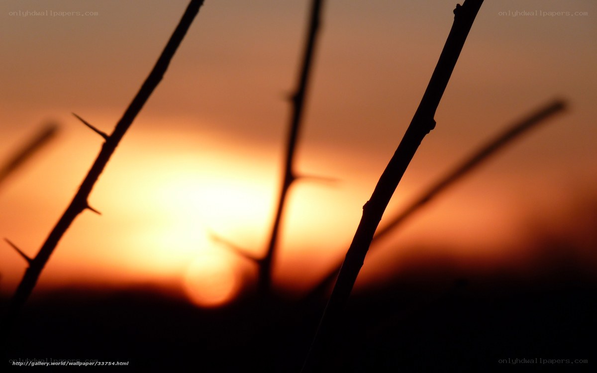 Silhouetted thorny branches at sunset
