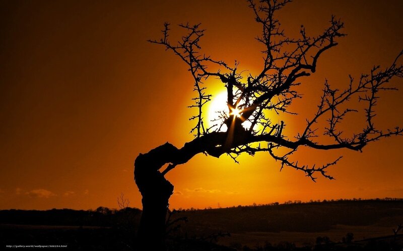 Silhouetted Thorny Tree — Orange, Dramatic, Sunset