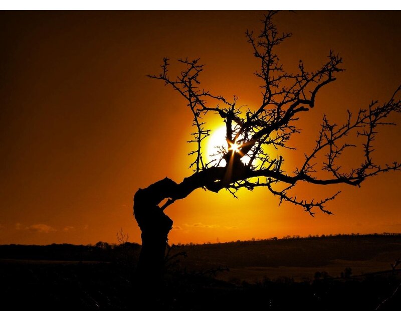 Silhouetted Thorny Tree