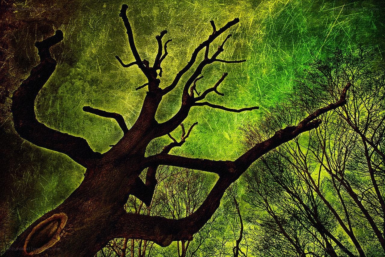 Silhouetted tree against green sky