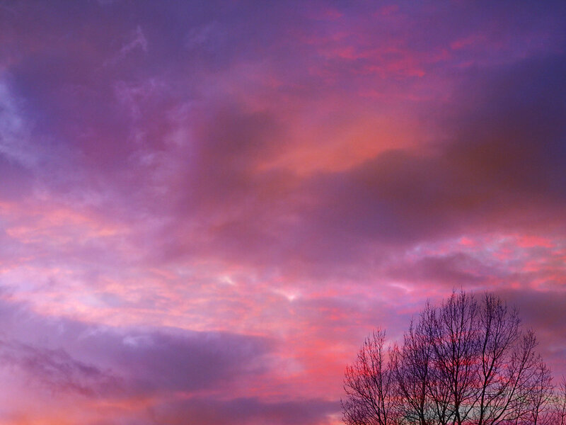 Silhouetted Tree Against Sky — Purple
