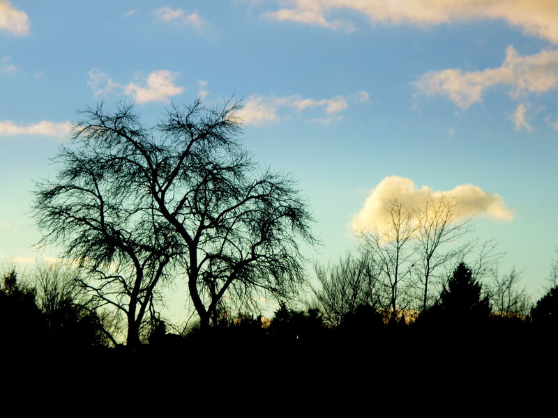 Silhouetted Tree Against Sky