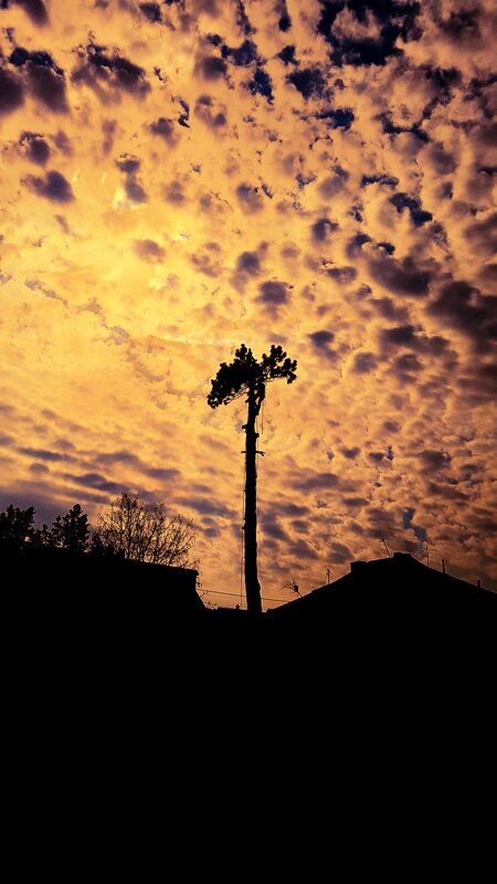 Silhouetted Tree Against Sky — Yellow