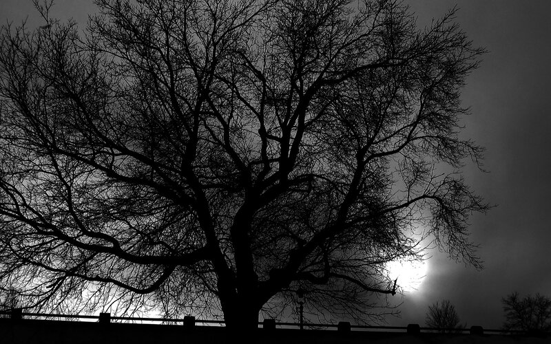 Silhouetted Tree Against Sun — Black