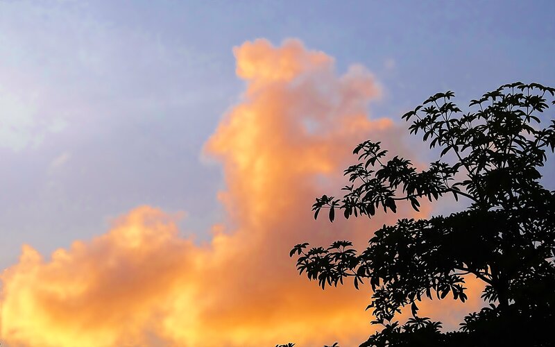 Silhouetted Tree Against Sunset