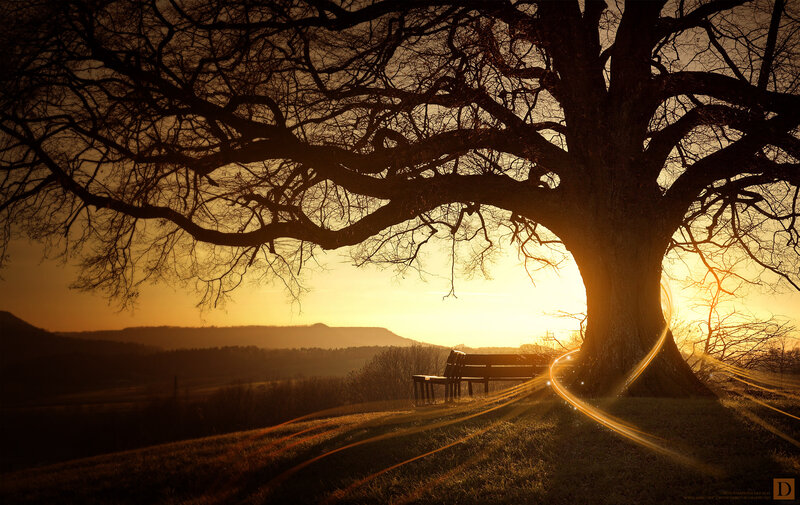 Silhouetted Tree and Bench — Gold, Serene, Sunset, Photograph, Mountains, Sunlight, Brown