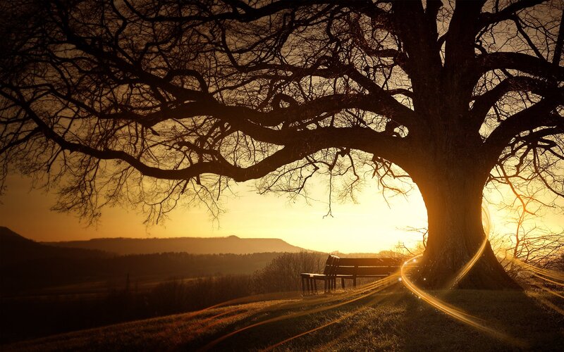 Silhouetted Tree and Bench — Gold, Serene, Sunset, Photograph