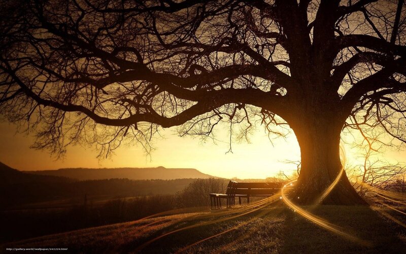 Silhouetted Tree and Bench — Gold, Serene, Sunset