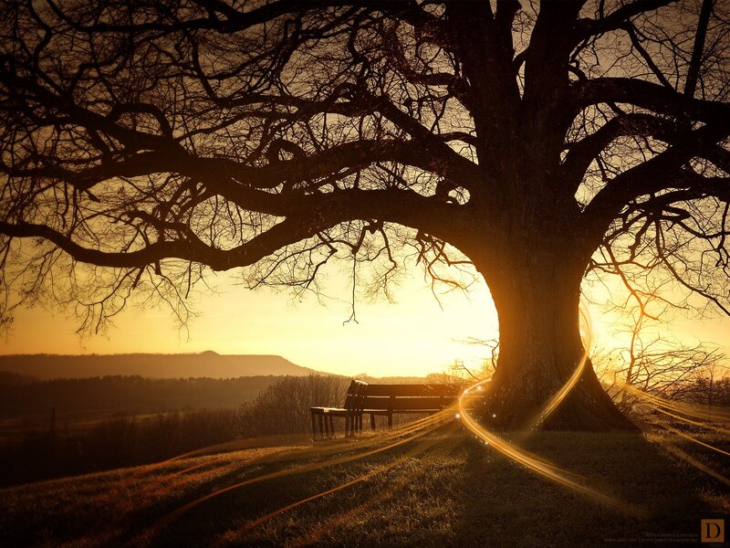 Silhouetted Tree and Bench — Gold, Serene