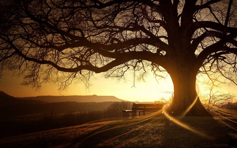 Silhouetted Tree and Bench — Gold