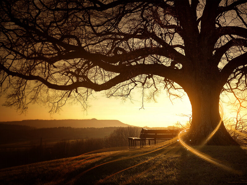 Silhouetted Tree and Bench