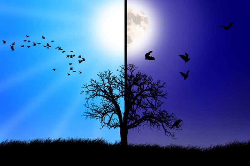 Silhouetted Tree and Birds — Blue, Dramatic