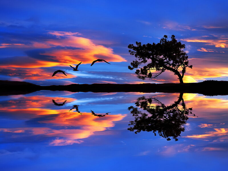 Silhouetted Tree and Birds — Blue, Serene