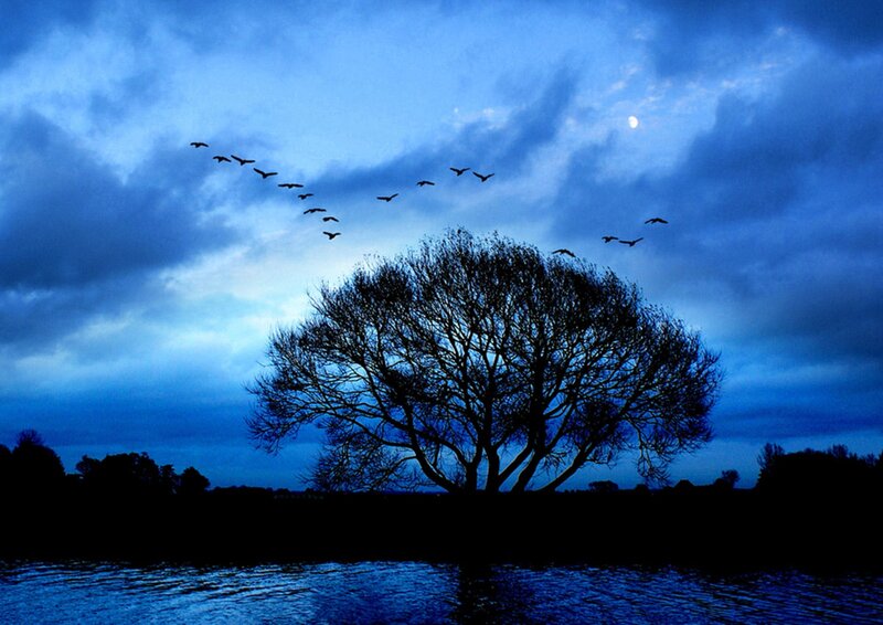Silhouetted Tree and Birds — Blue
