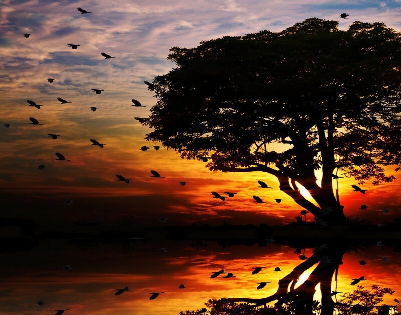 Silhouetted Tree and Birds — Orange