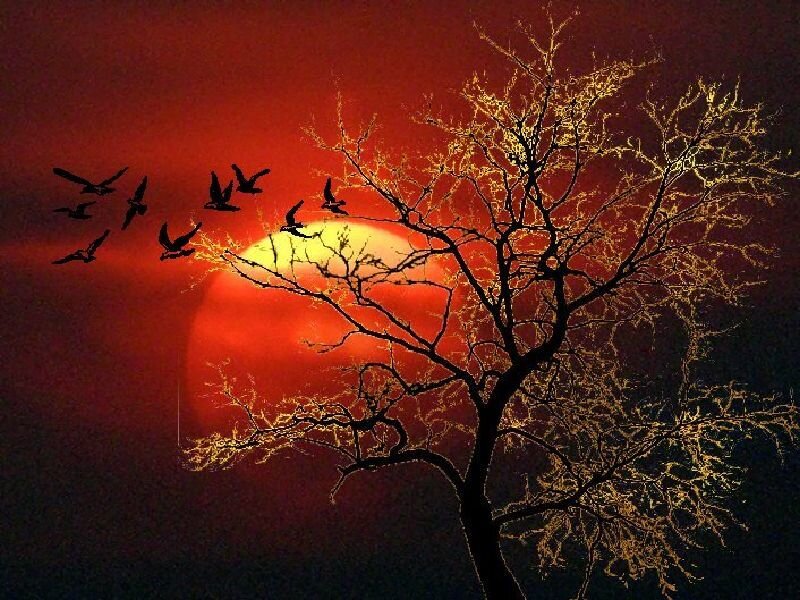 Silhouetted Tree and Birds — Red