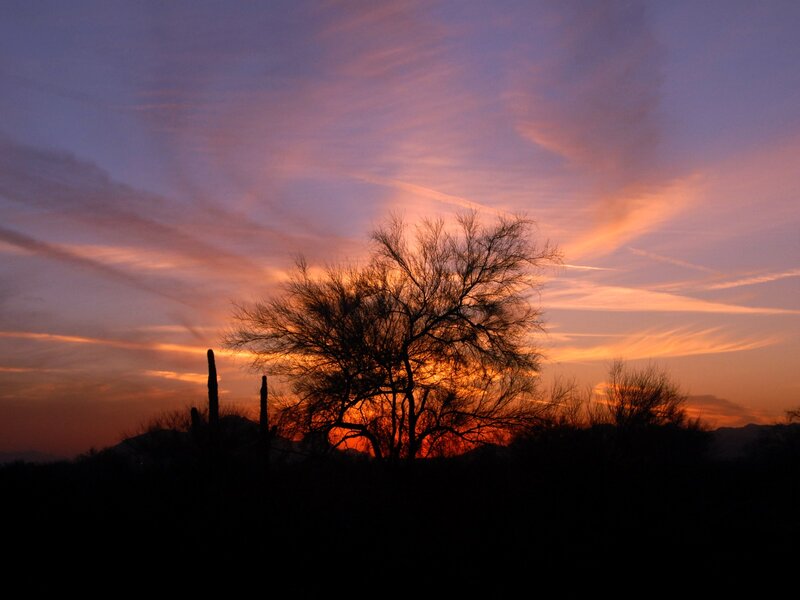 Silhouetted Tree and Cactus