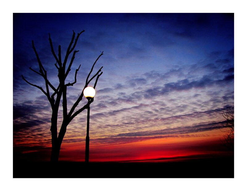 Silhouetted Tree and Lamp