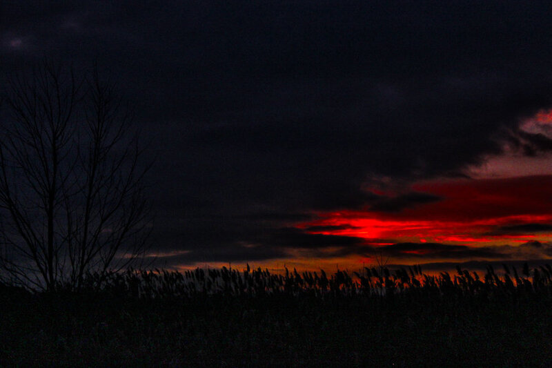 Silhouetted Tree and Reeds