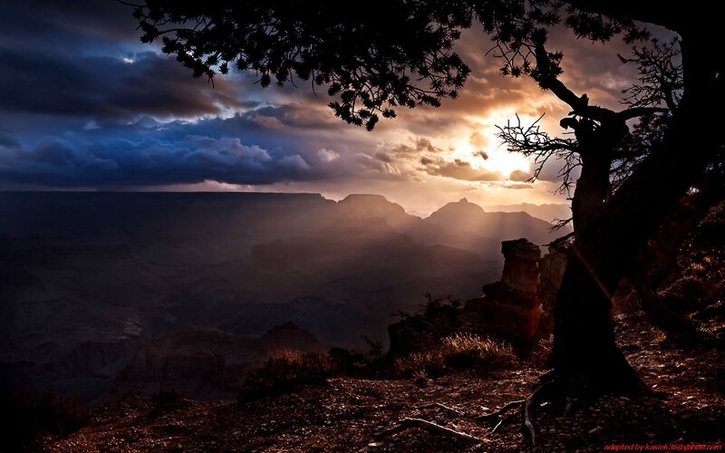 Silhouetted Tree at Canyon