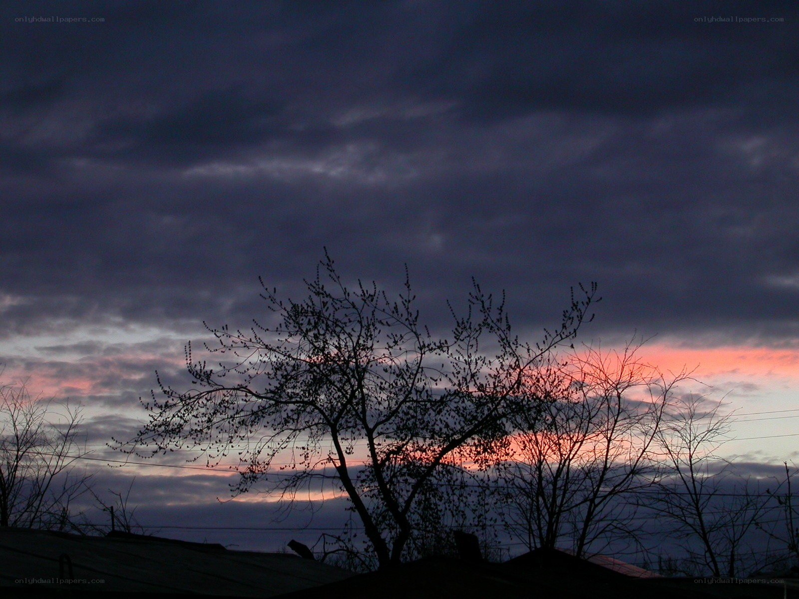 Silhouetted tree at dusk