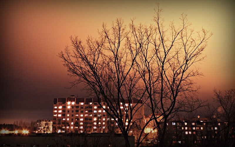 Silhouetted tree at dusk