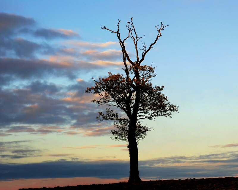 Silhouetted Tree at Dusk — Blue, Dramatic, Sunset, Photograph, Sky, Clouds