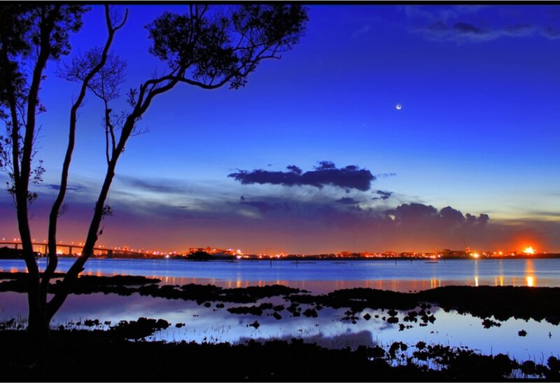 Silhouetted Tree at Dusk — Blue, Serene