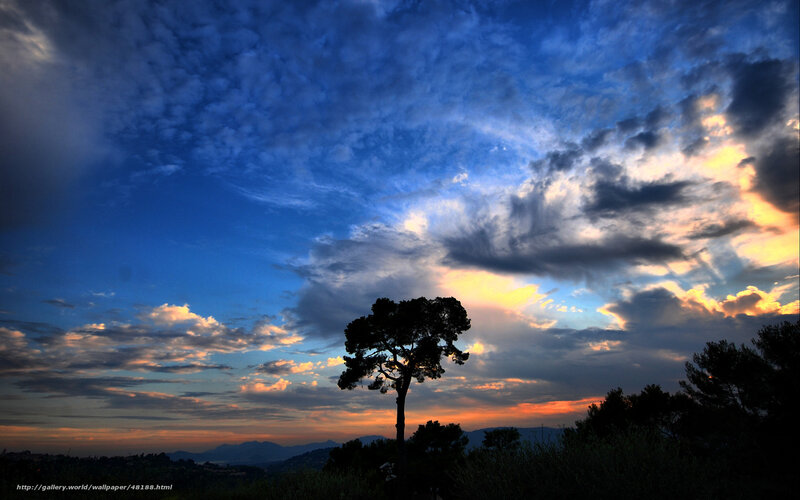 Silhouetted Tree at Dusk — Blue