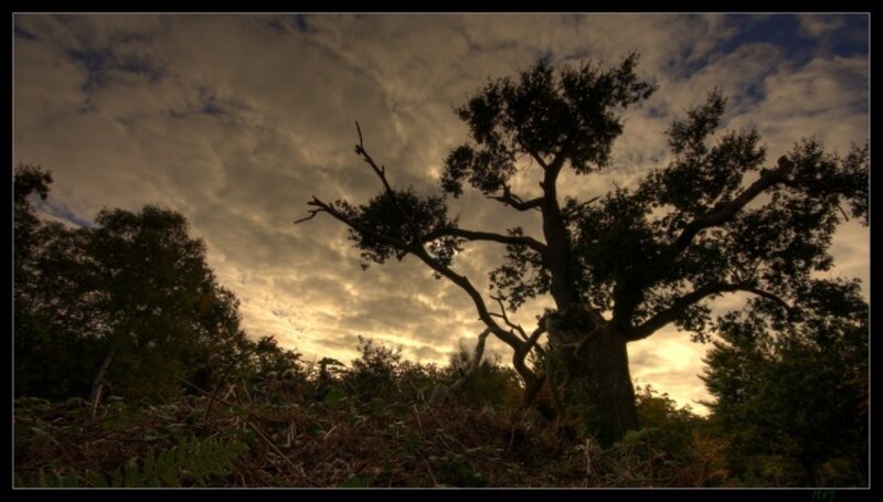 Silhouetted Tree at Dusk — Brown