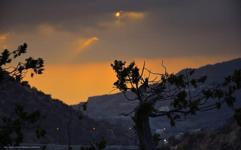 Silhouetted Tree at Dusk — Orange, Dramatic