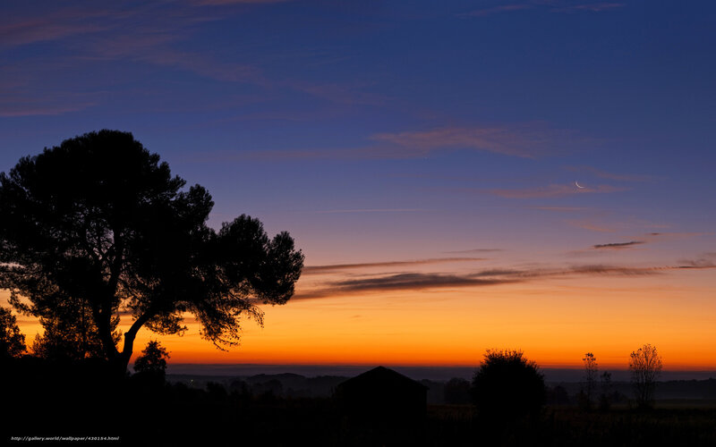 Silhouetted Tree at Dusk — Orange, Serene