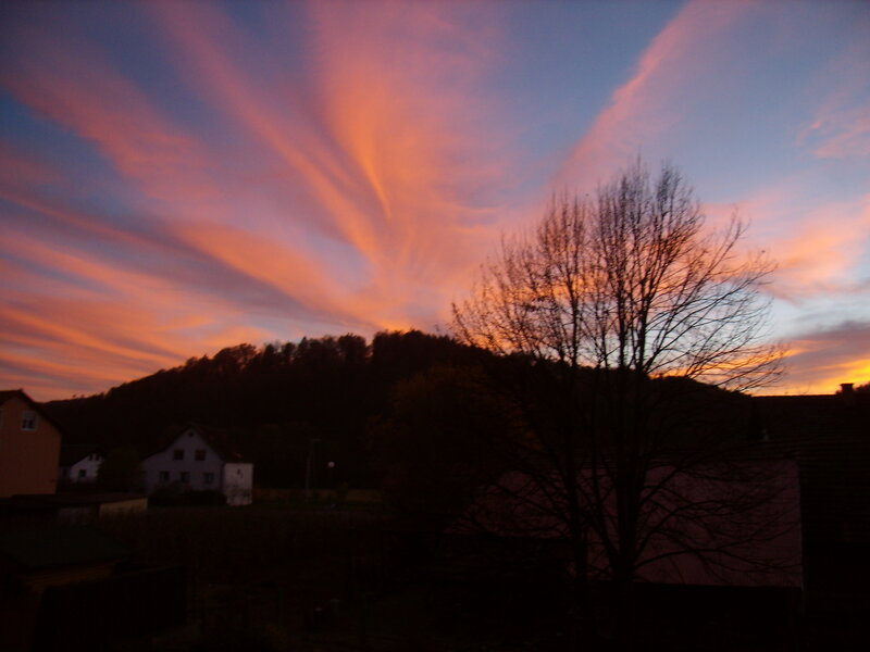 Silhouetted Tree at Dusk — Orange