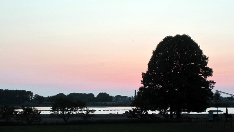 Silhouetted Tree at Dusk — Pink