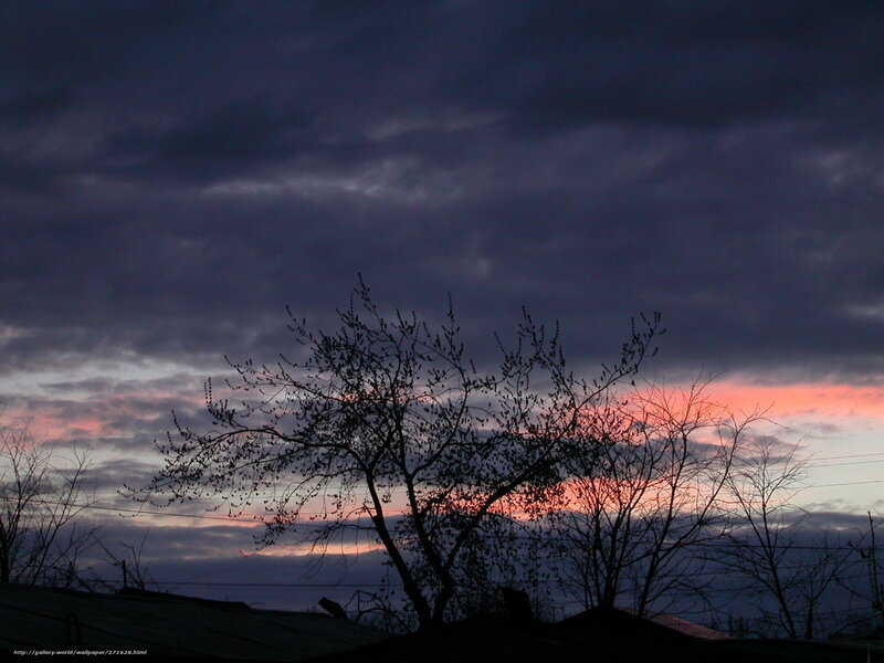 Silhouetted Tree at Dusk — Purple, Dramatic, Sunset, Photograph, Clouds