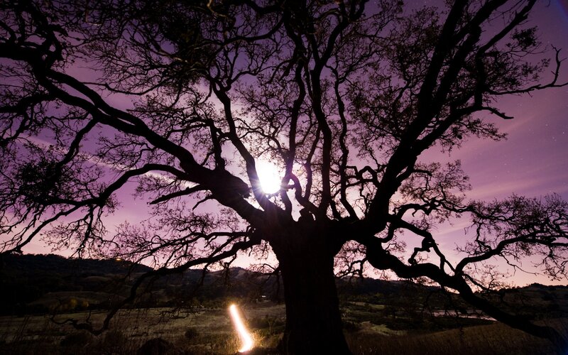 Silhouetted Tree at Dusk — Purple, Dramatic, Sunset, Photograph, Sky
